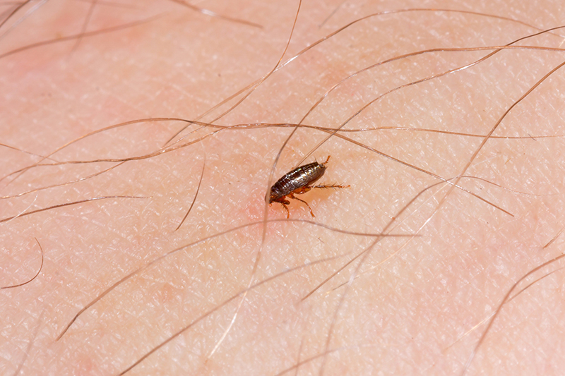 Flea Pest Control in Exeter Devon
